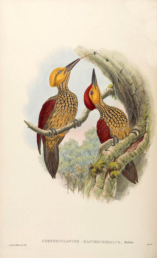 Chrysocolaptes xanthocephalus Drawing by Henry Constantine Richter