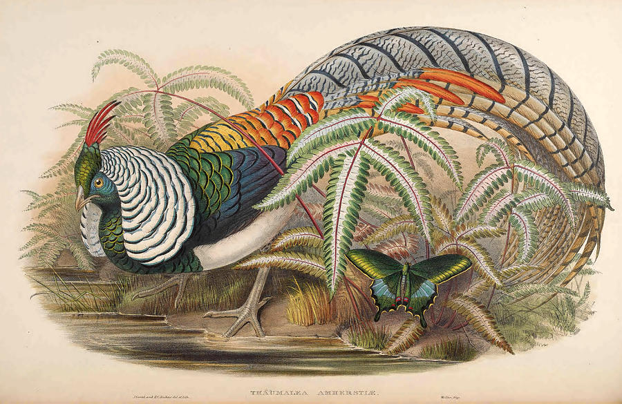 Chrysolophus amherstiae  Drawing by Henry Constantine Richter