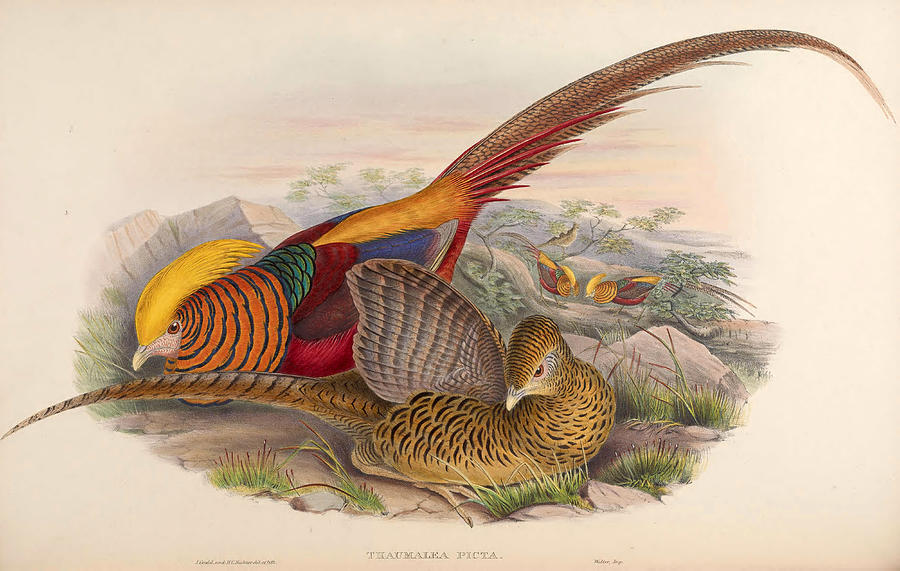 Chrysolophus pictus Drawing by Henry Constantine Richter