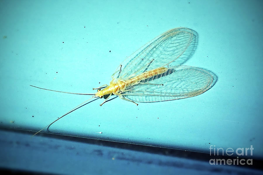 Chrysoperla Carnea Common Green Lacewing Insect Photograph By Frank ...