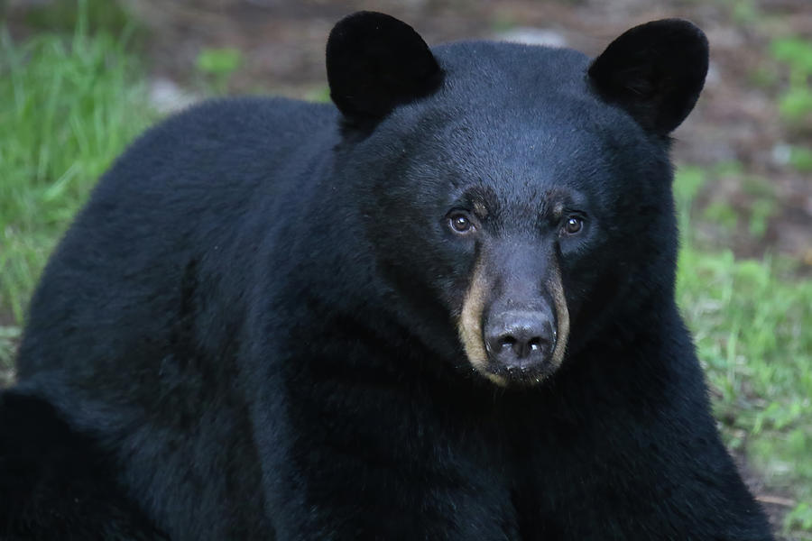 Chubby Bear Photograph by Brook Burling