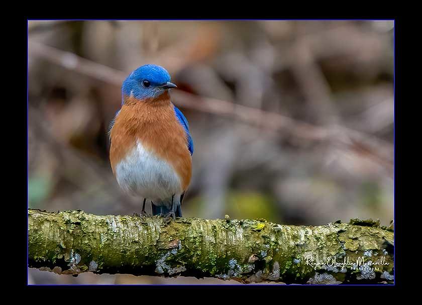 Chubby Bluebird Photograph by Regina Muscarella