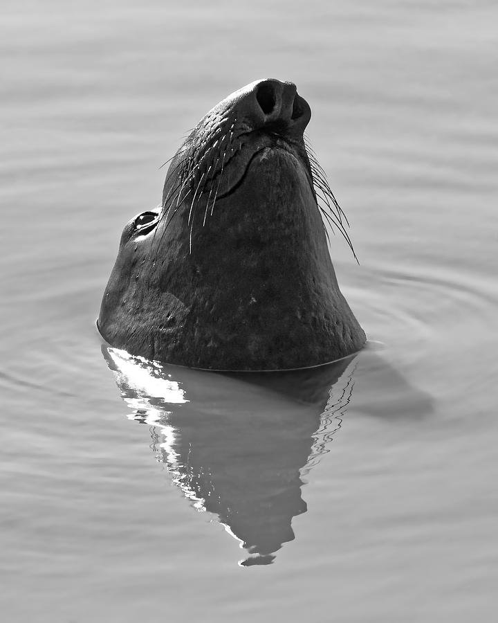 Chubby Sausage - Northern Elephant Seal, California Photograph by KJ Swan