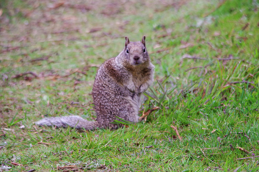 Chubby Squirrel Photograph