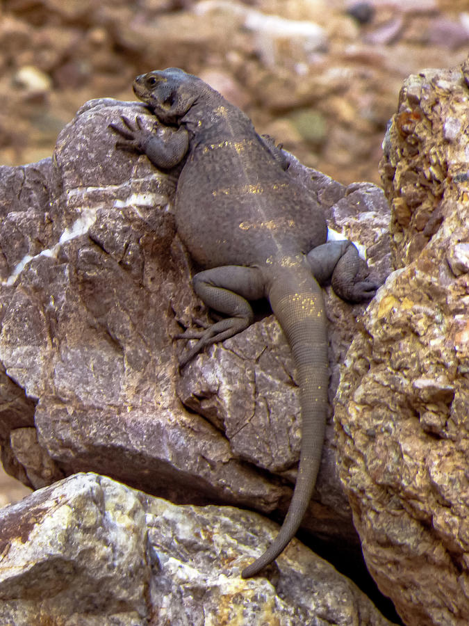 Chuckwalla Photograph by Dianne Milliard | Fine Art America