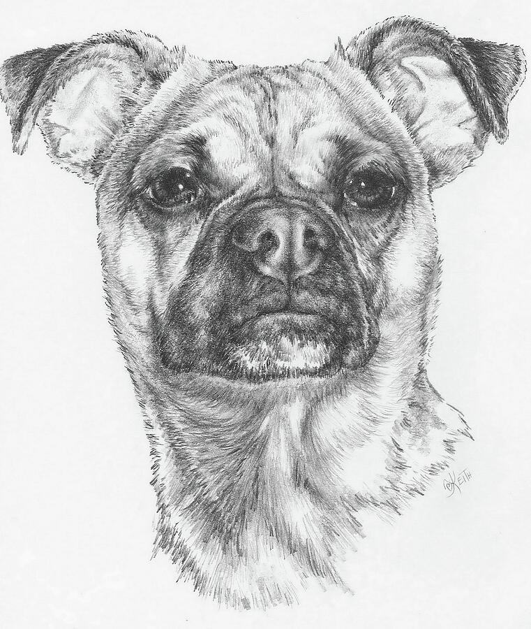 Dog Drawing - Chug by Barbara Keith