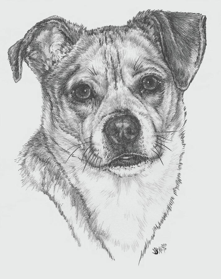 Dog Drawing - Pughuahua by Barbara Keith