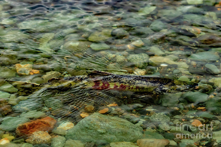Fish Photograph - Chum Salmon over Gravel by Nancy Gleason