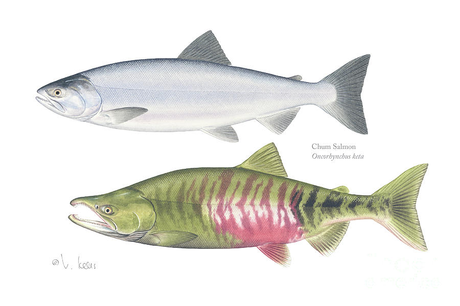 Chum Salmon Painting by Val Kells