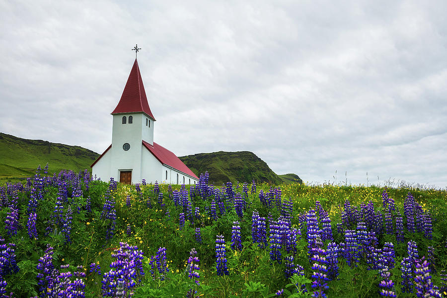 Church surrounded with blooming lupine flowers in Vik, Iceland ...