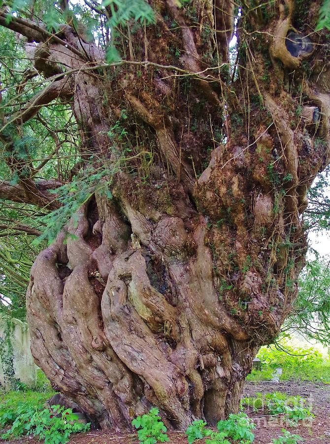Church Yew Tree Photograph by Lesley Evered