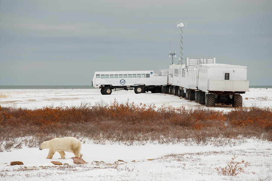 Churchill, Canada - October 25, 2018: Polar Bear (Ursus maritimus) walks past tundra buggy lodge Photograph by Ben Queenborough