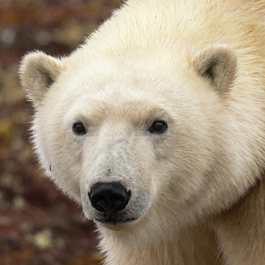 Churchill Polar Bear 28 Photograph by Jim Allsopp - Fine Art America