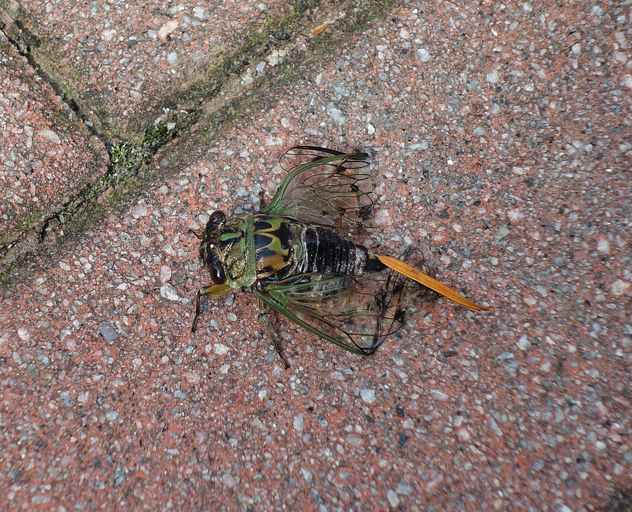 Cicada  Photograph by Russel Considine
