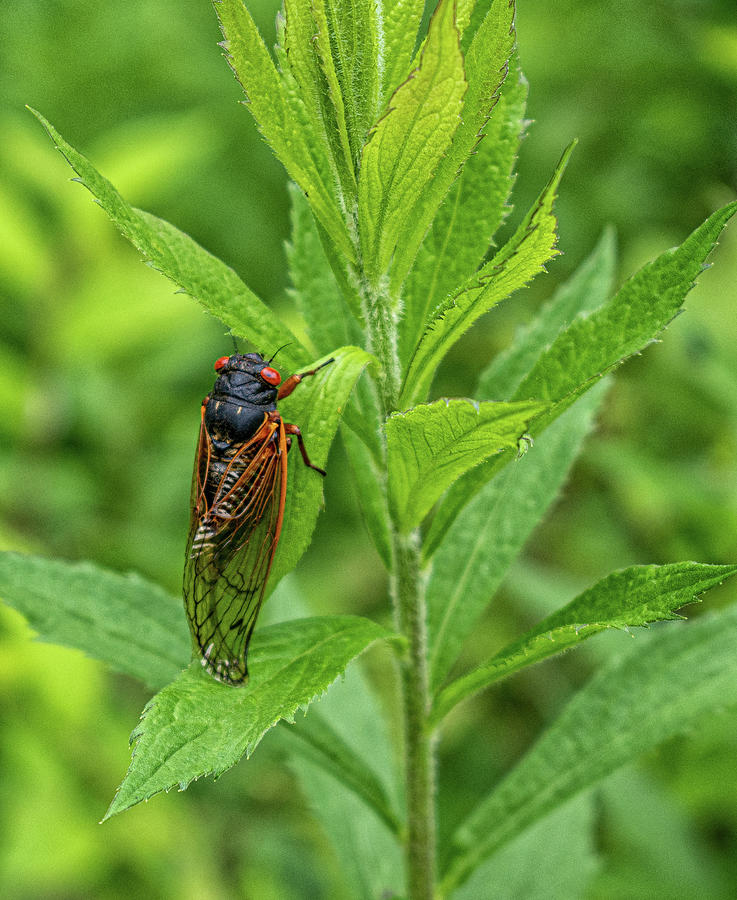 Cicada At Lockatong Preserve Photograph