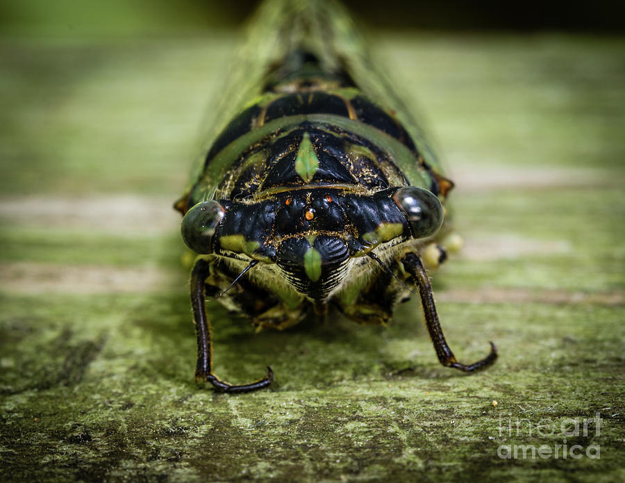 Cicada Close-up 2 Photograph