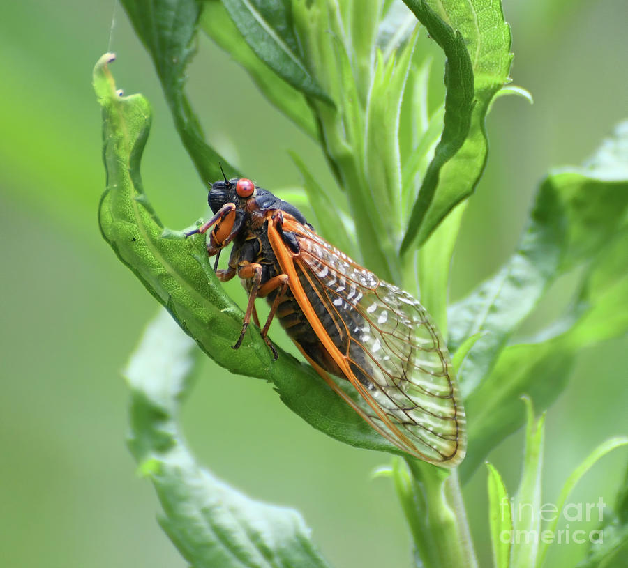 Cicada Close Up Photograph by Kerri Farley