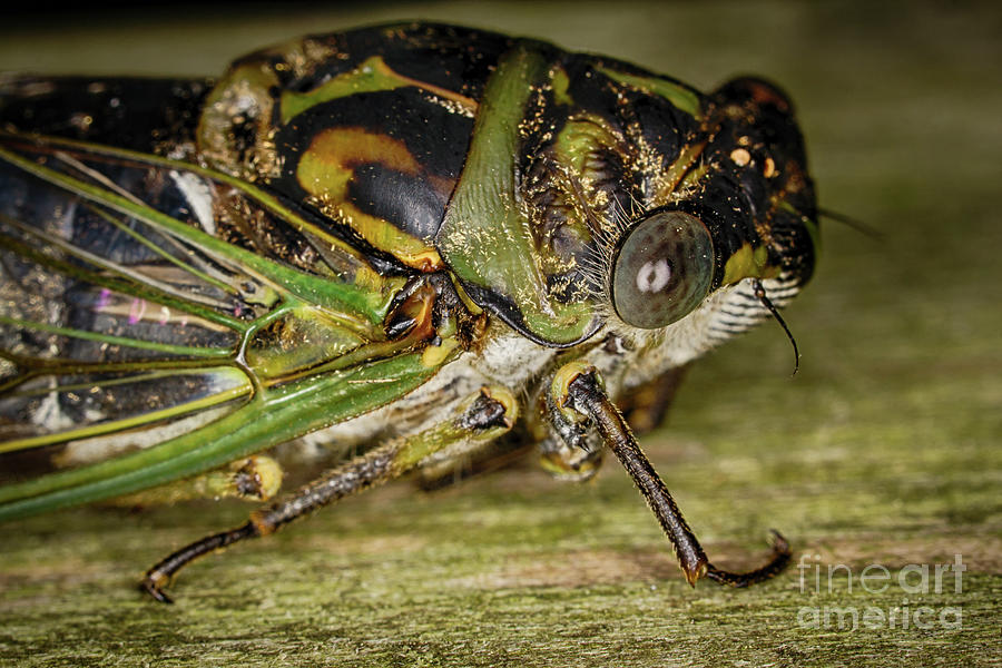 Cicada Close-up Photograph