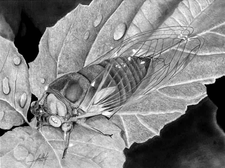 Cicada Closeup Drawing by James Schultz