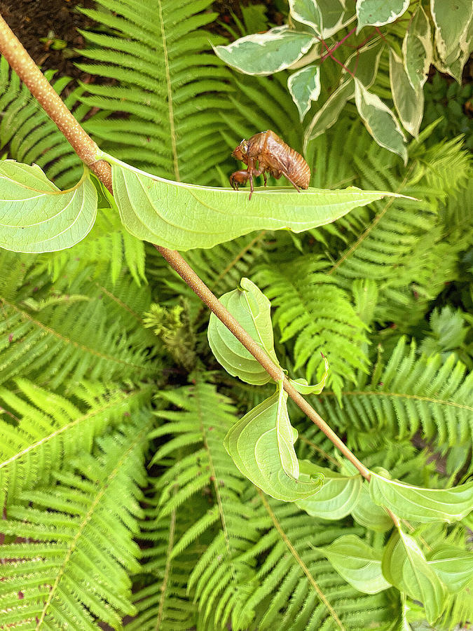 Cicada Exoskeleton On Leaf Photograph by Deborah League