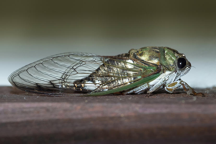 Cicada Photograph by Fadi Daher | Fine Art America