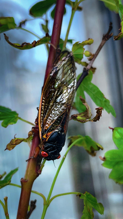 Cicada in My Tree Photograph by Lora J Wilson