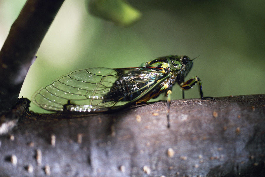 Cicada Photograph by James Hardy