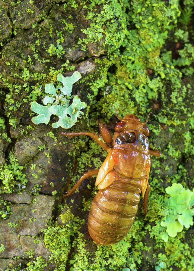 Cicada Nymph Photograph By Kenneth Sponsler Fine Art America