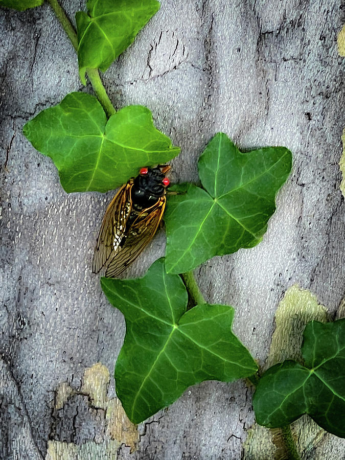Cicada on a Vine Photograph by Lora J Wilson