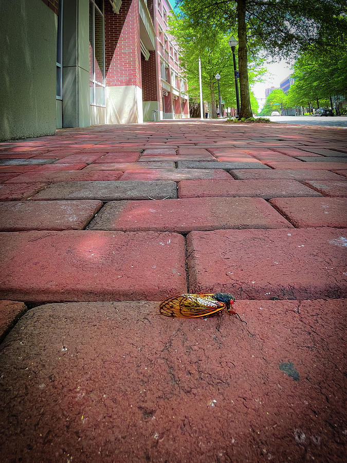 Cicada on a Walk Photograph by Lora J Wilson
