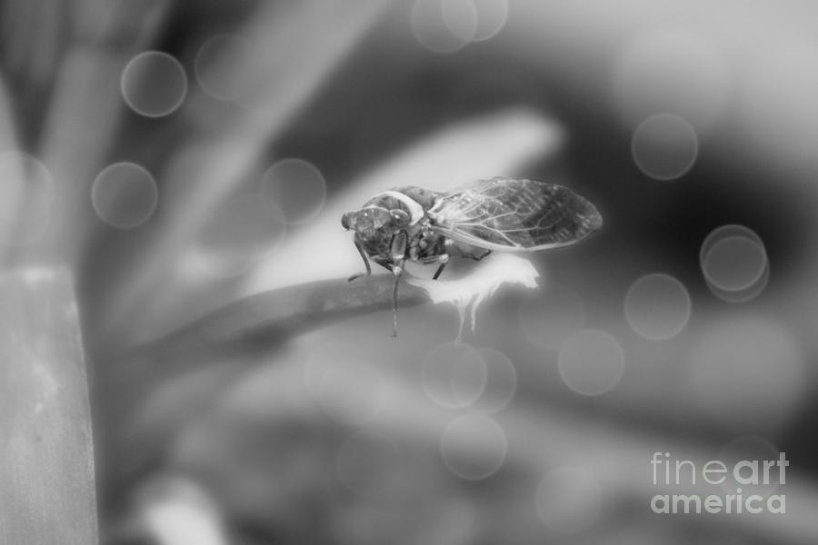 Cicada On Pineapple Tree In Summer Light In Black And White Photograph
