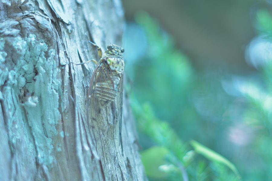Cicada Photograph by Photo by Kosei Saito