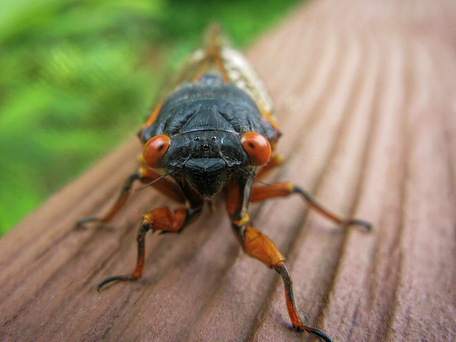 Cicada Portrait Photograph by Francis Sullivan