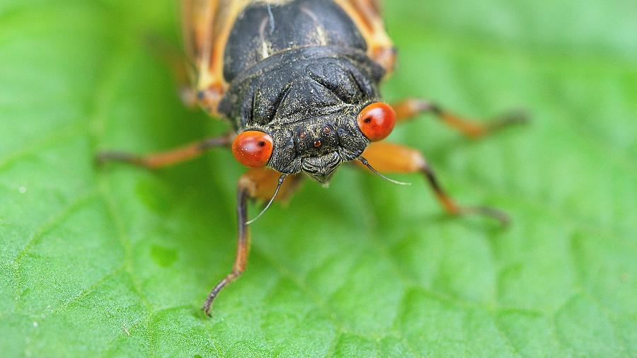 Cicada Portrait Photograph by Paul Rebmann