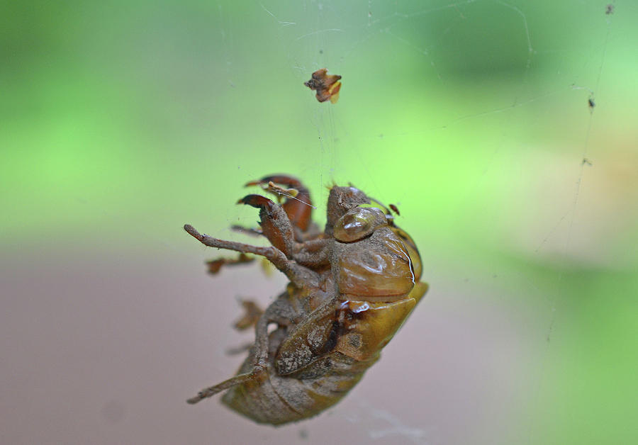 Cicada Shell Photograph