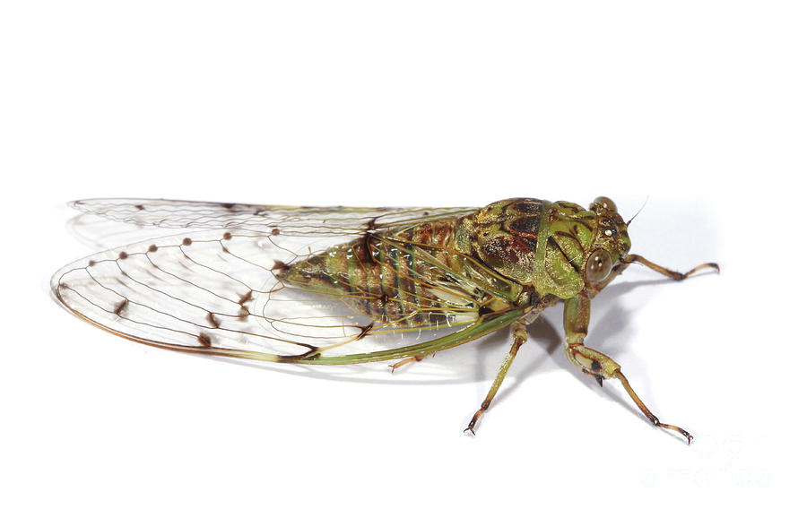 Cicada Photograph by Warren Photographic