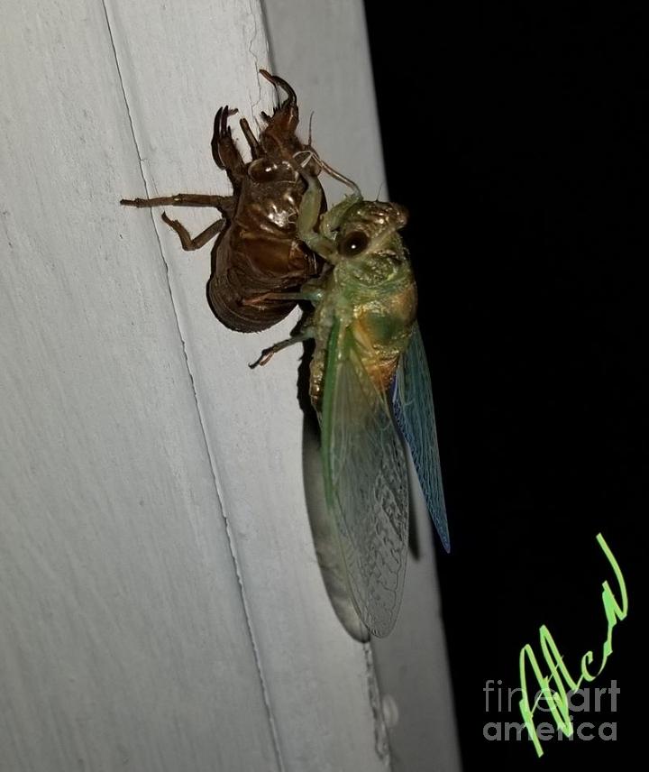 Cicadas In Coming Out Photograph