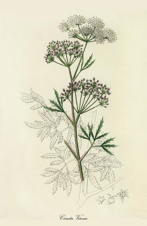 Nature Digital Art - Cicuta Virosa - Cowbane -  Medical Botany - Vintage Botanical Illustration - Plants and Herbs by Studio Grafiikka