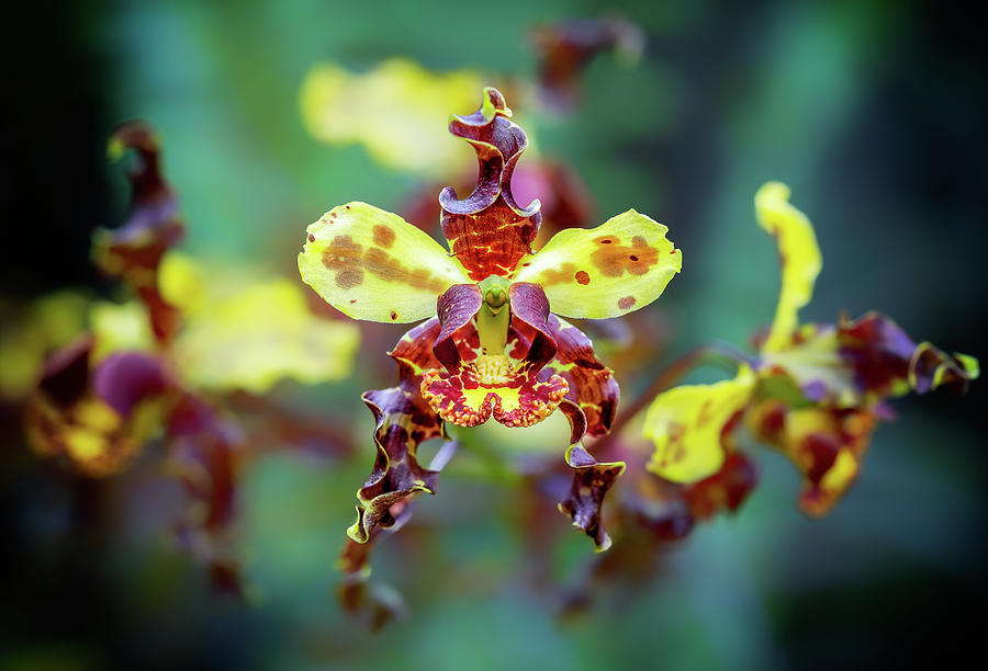 Cigar Orchid Closeup Photograph by Rudy Wilms