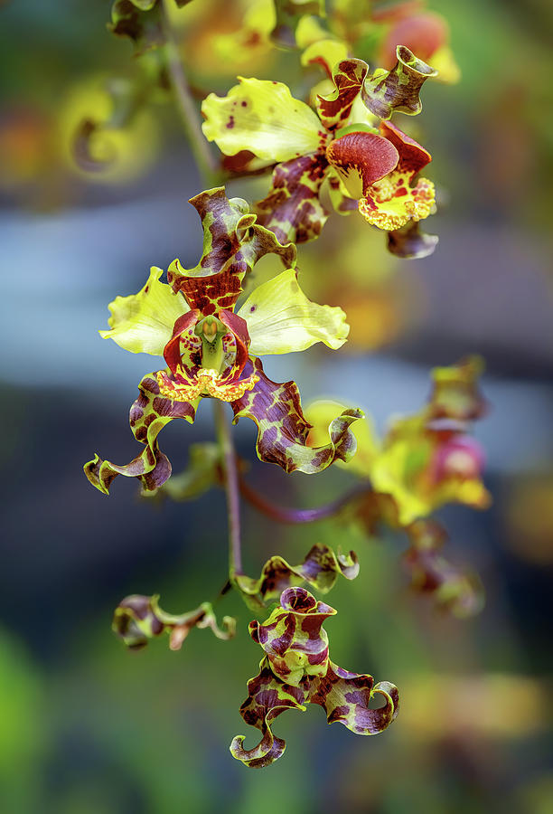 Cigar Orchid Cyrtopodium Punctatum Photograph by Rudy Wilms