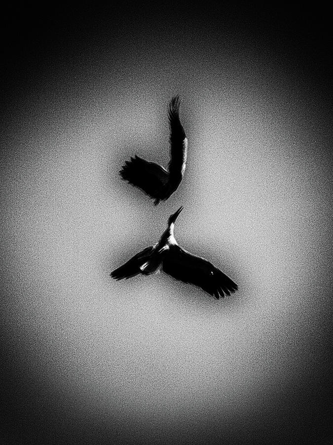 Cigogne # 7 Photograph by Jorg Becker