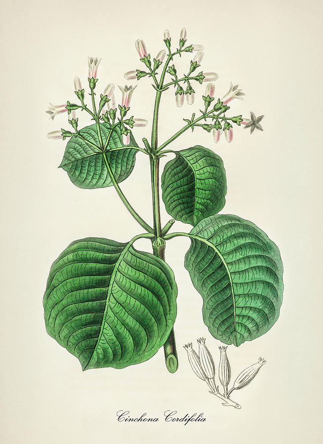 Nature Digital Art - Cinchona Cordifolia - Quinine -  Medical Botany - Vintage Botanical Illustration  by Studio Grafiikka