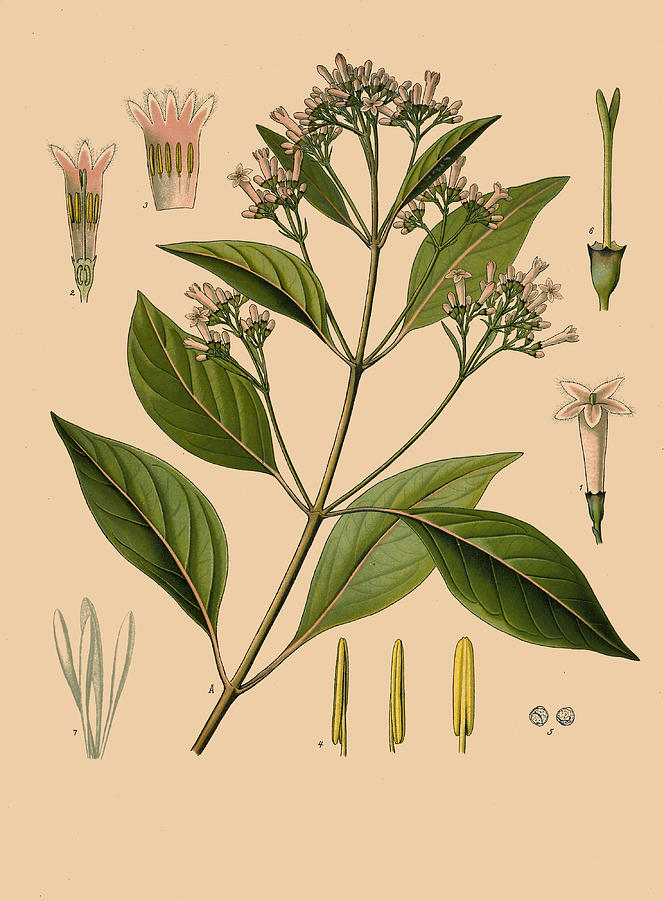 Cinchona officinalis Drawing by Walther Otto Mueller