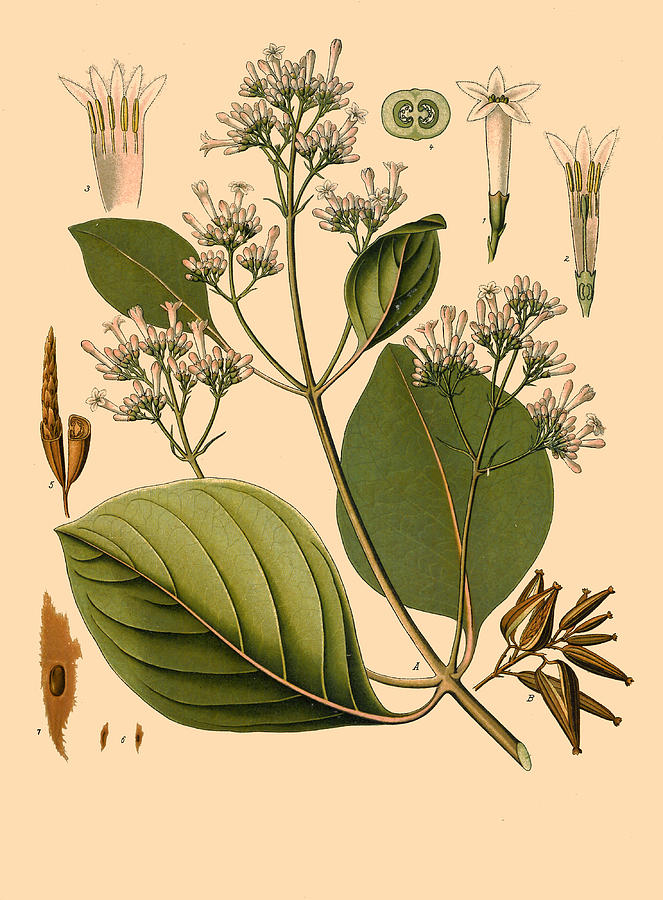 Cinchona pubescens  Drawing by Walther Otto Mueller