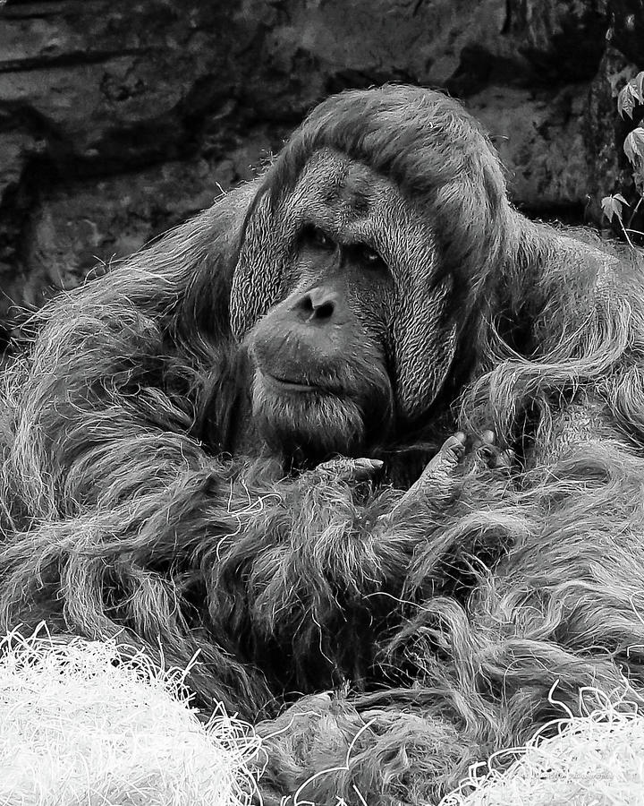 Cincinnati Primate 1 Photograph by Al Griffin