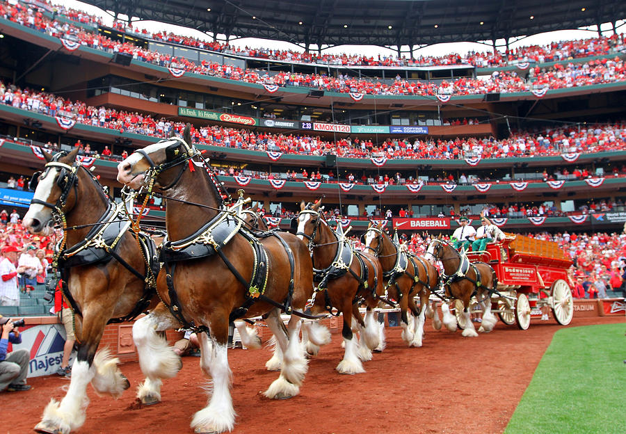 Cincinnati Reds v St. Louis Cardinals Photograph by Dilip Vishwanat Cincinnati Reds v St. Louis Cardinals Photograph by Dilip Vishwanat