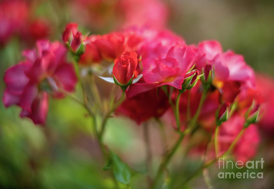 Cinco De Mayo Red Roses Flourish Photograph
