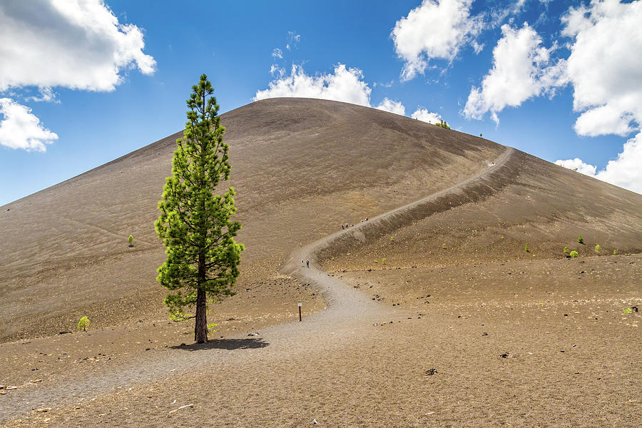Cinder Cone Lone Tree Photograph by Pierre Leclerc Photography