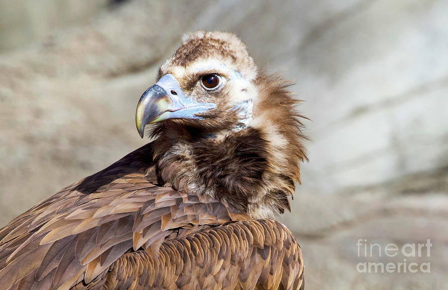 Cinereous Vulture #1 Photograph by Shirley Dutchkowski