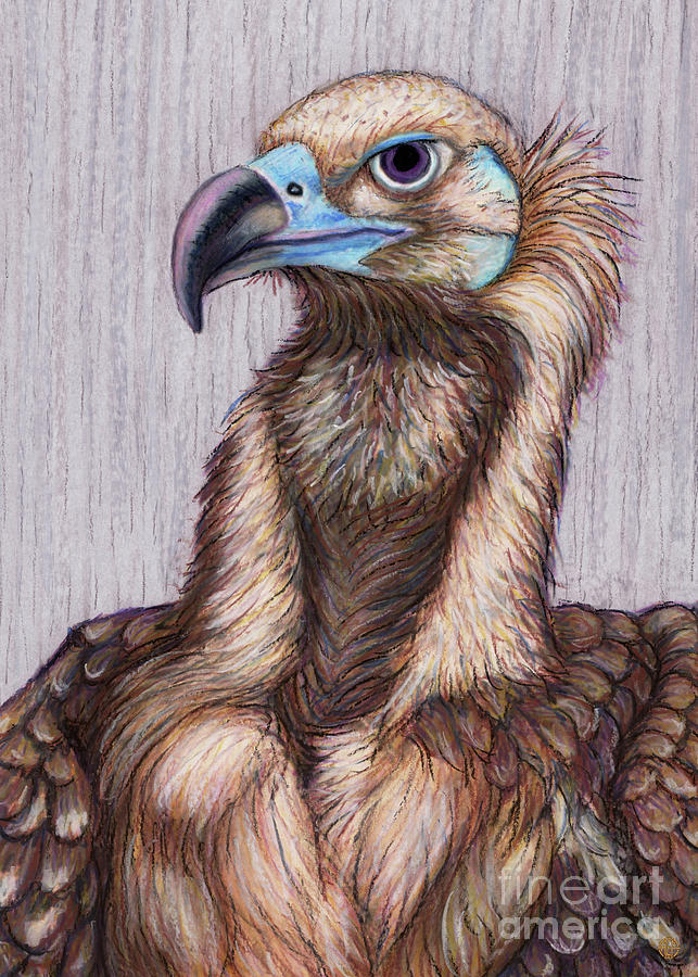 Cinereous Vulture Painting by Amy E Fraser